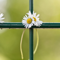 Screenshot №1 pro téma Daisies At Fence 208x208