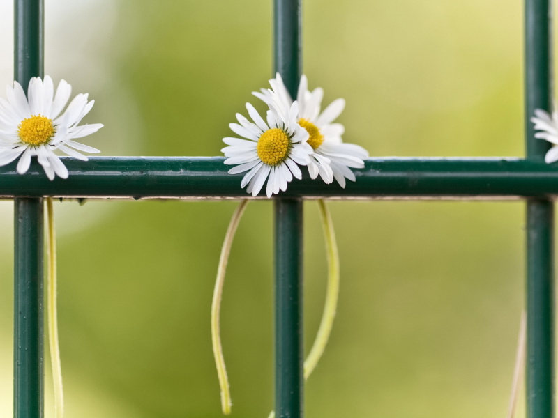 Screenshot №1 pro téma Daisies At Fence 800x600