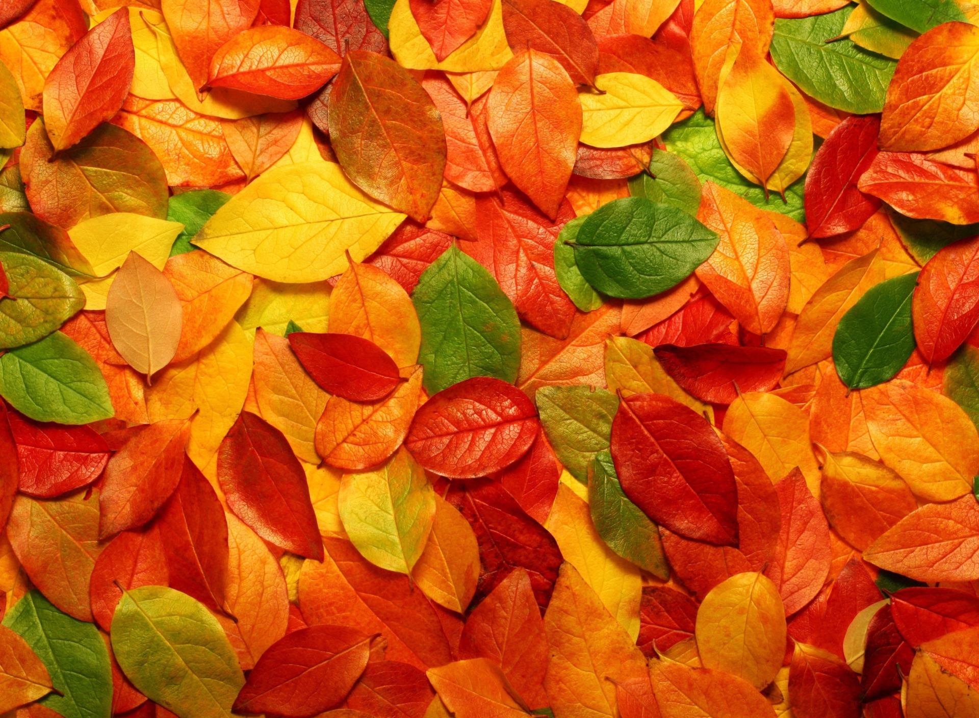 Das Macro Autumn Leaf Wallpaper 1920x1408