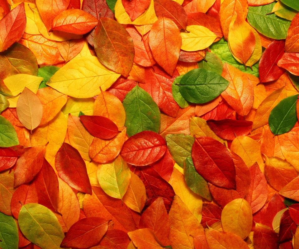 Macro Autumn Leaf wallpaper 960x800