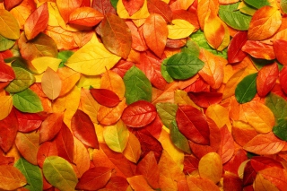 Macro Autumn Leaf - Obrázkek zdarma pro Samsung Galaxy Q