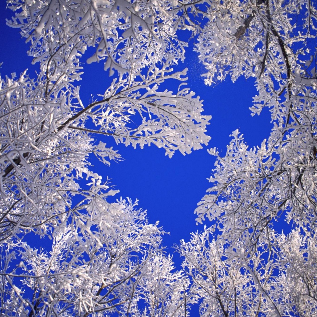 Fondo de pantalla Frosted Trees In Colorado 1024x1024