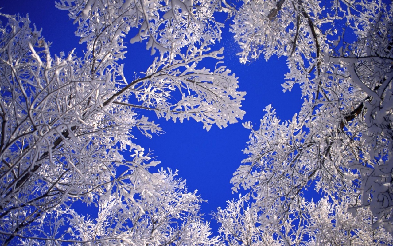 Fondo de pantalla Frosted Trees In Colorado 1280x800