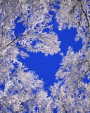 Das Frosted Trees In Colorado Wallpaper 128x160