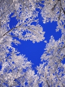 Frosted Trees In Colorado wallpaper 132x176