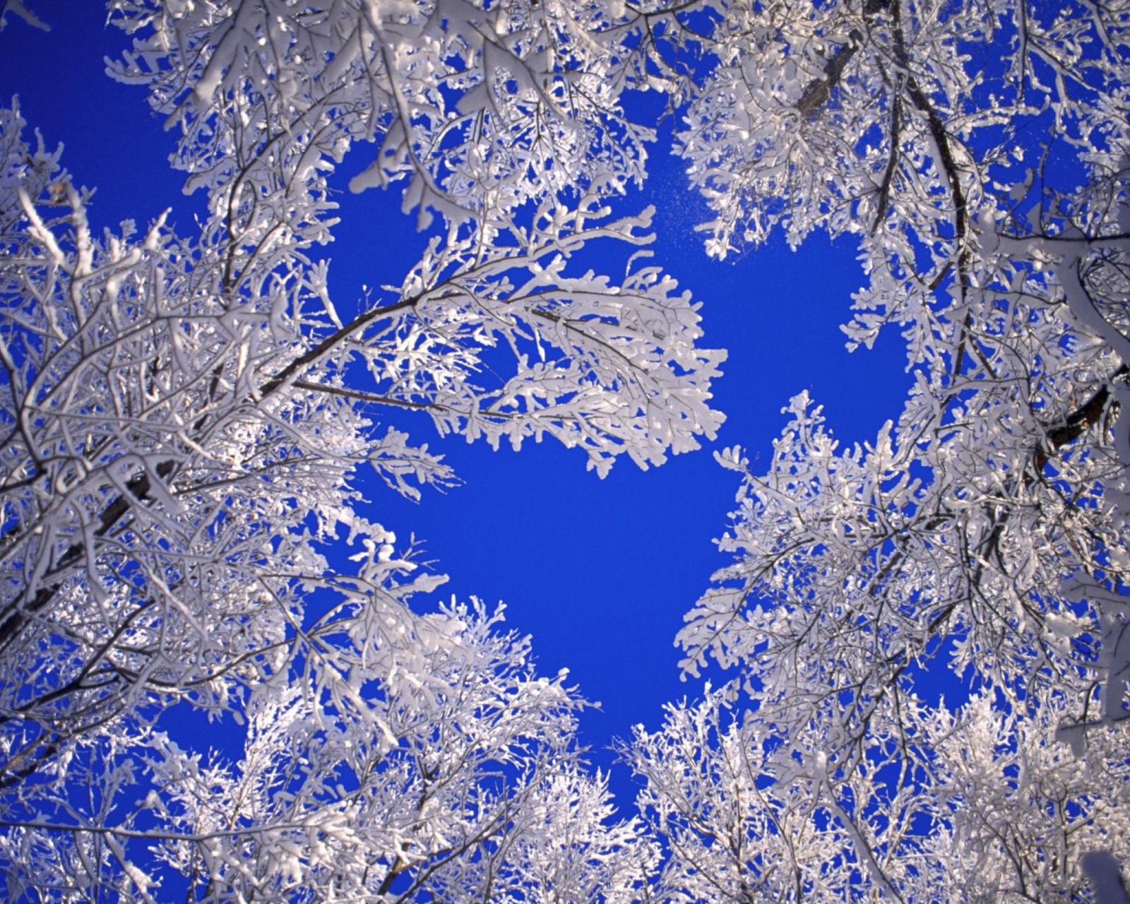 Fondo de pantalla Frosted Trees In Colorado 1600x1280