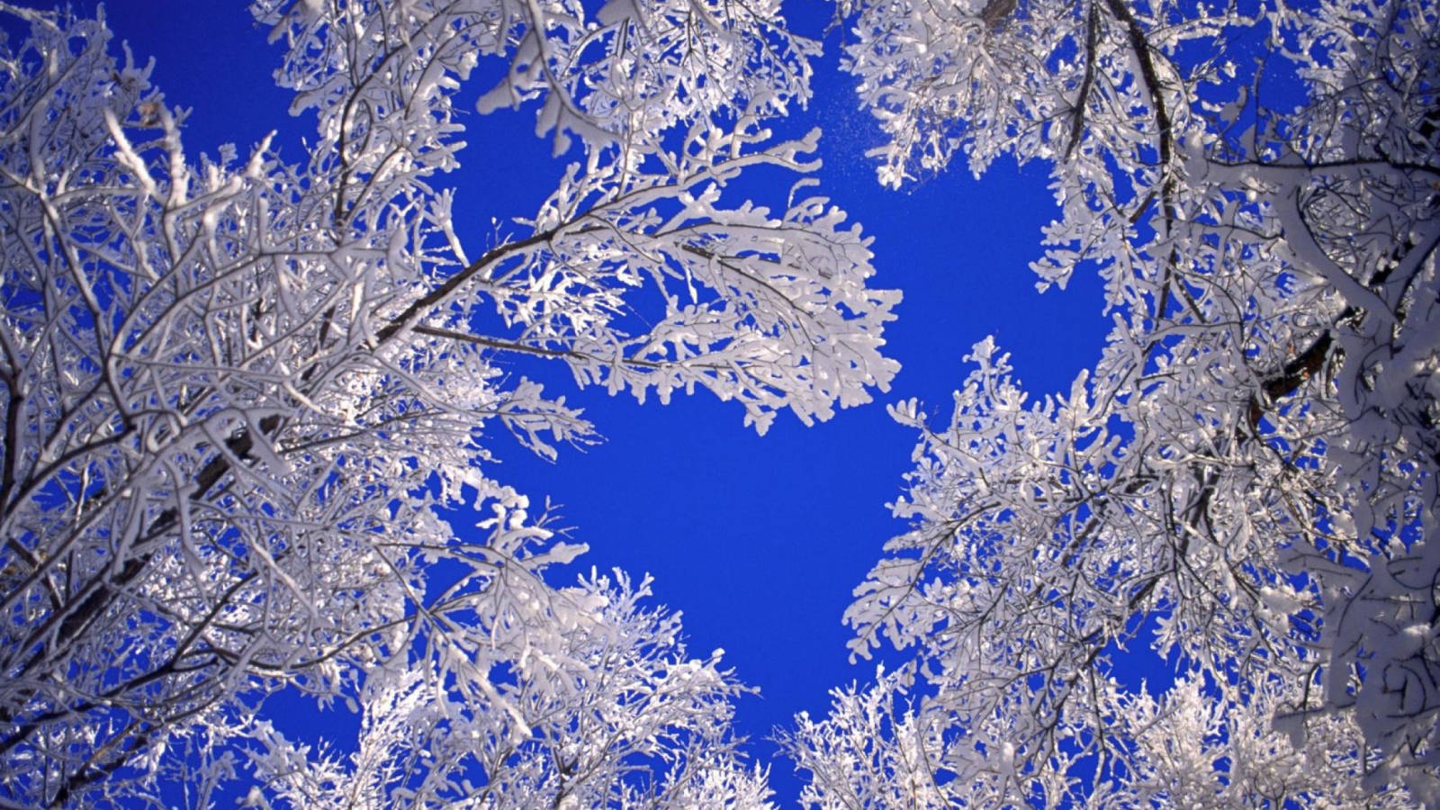 Fondo de pantalla Frosted Trees In Colorado 1600x900