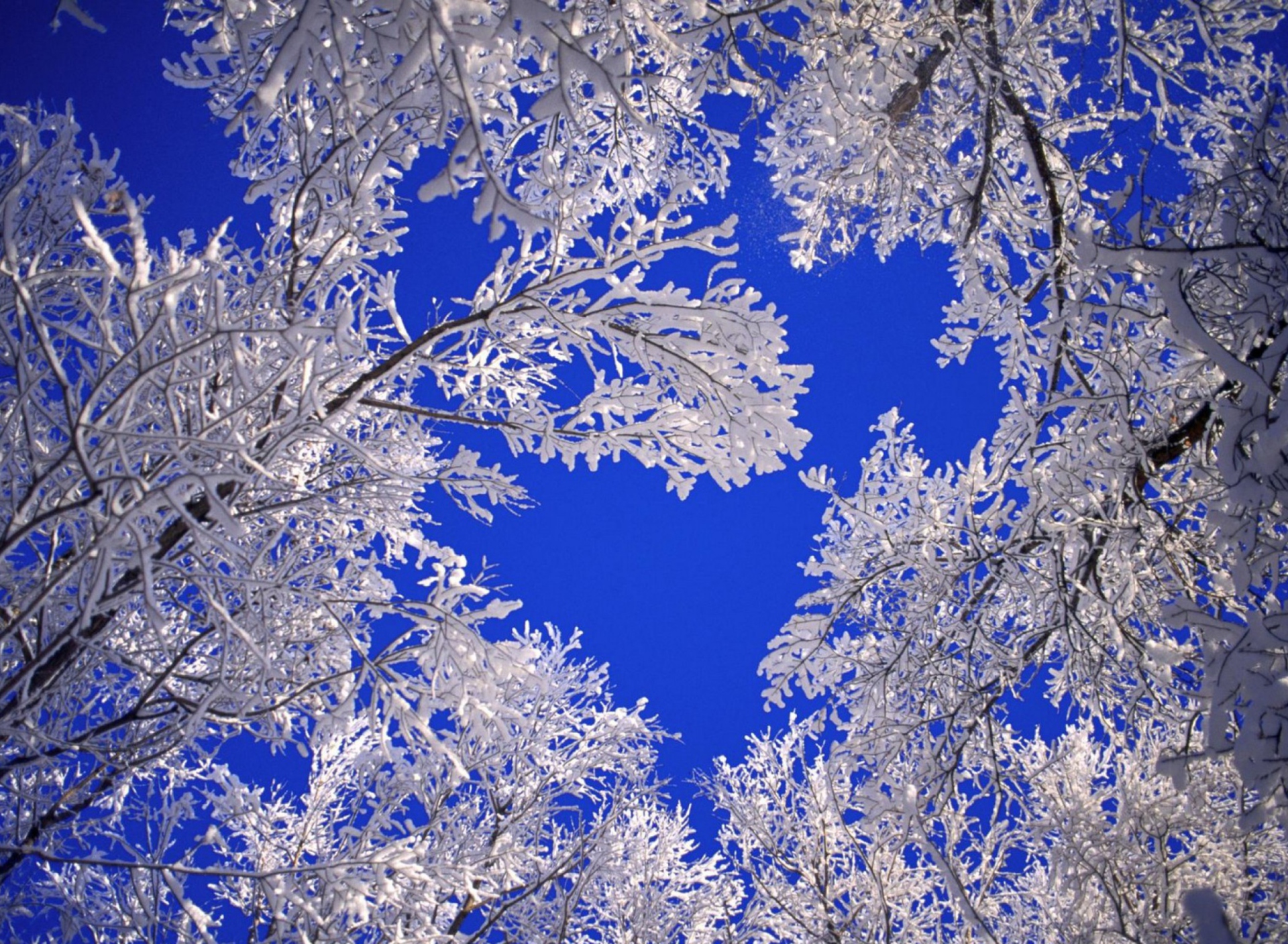 Sfondi Frosted Trees In Colorado 1920x1408