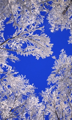 Das Frosted Trees In Colorado Wallpaper 240x400