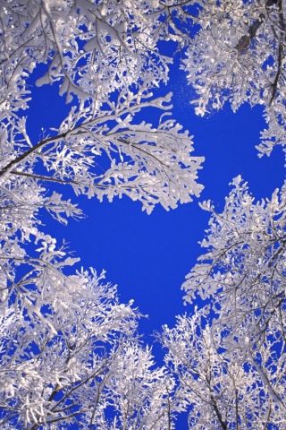 Fondo de pantalla Frosted Trees In Colorado 320x480