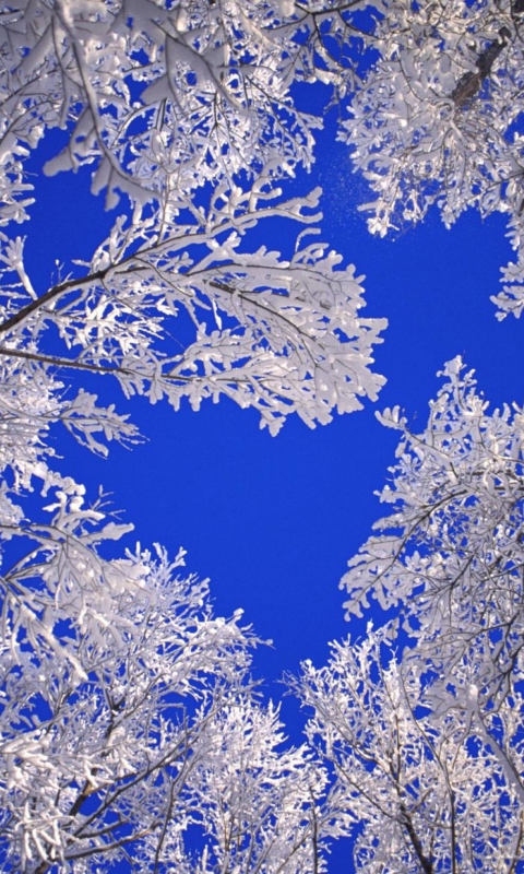 Fondo de pantalla Frosted Trees In Colorado 480x800