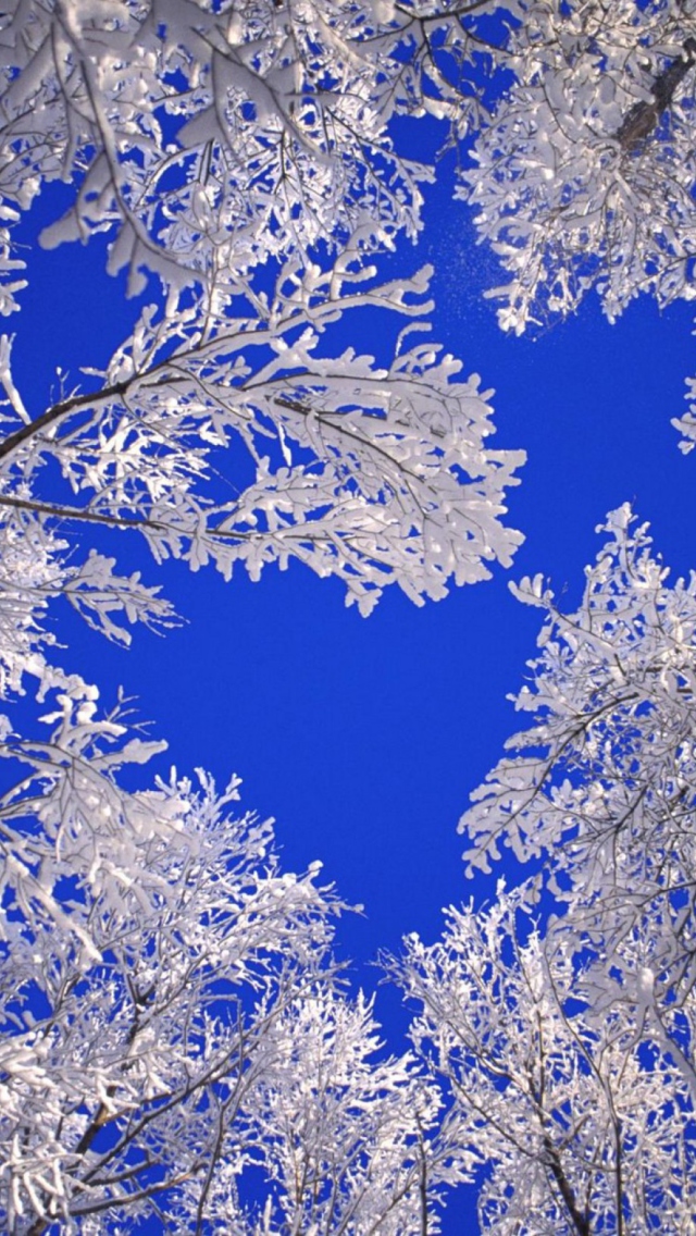 Das Frosted Trees In Colorado Wallpaper 640x1136