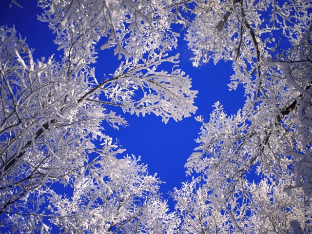 Screenshot №1 pro téma Frosted Trees In Colorado 640x480