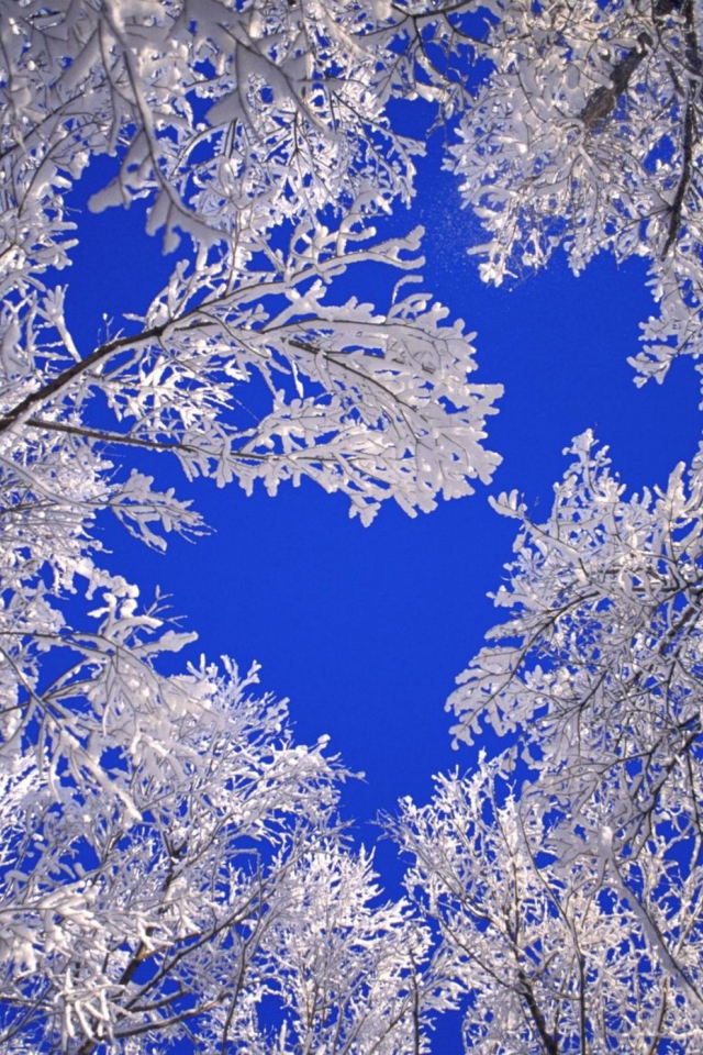 Frosted Trees In Colorado wallpaper 640x960