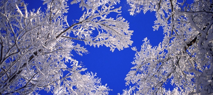Screenshot №1 pro téma Frosted Trees In Colorado 720x320