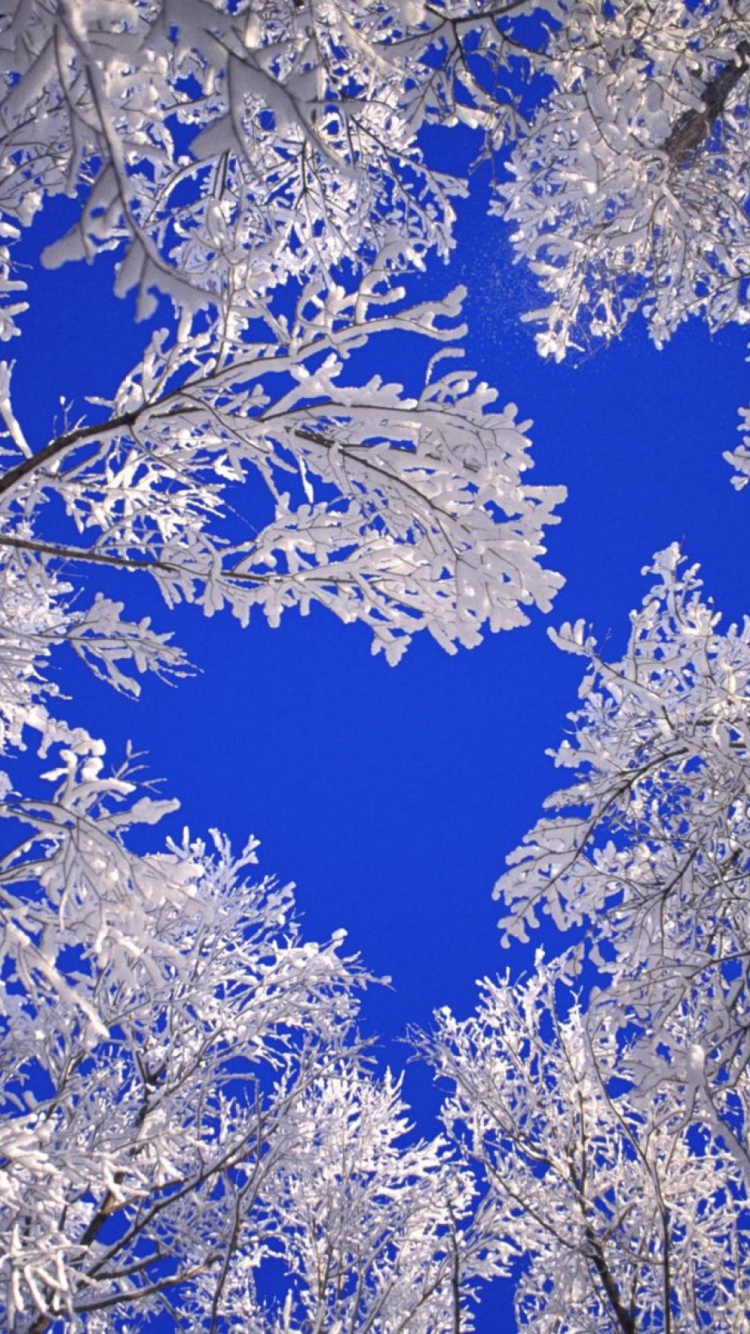 Das Frosted Trees In Colorado Wallpaper 750x1334