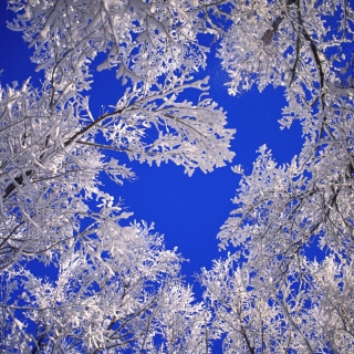 Frosted Trees In Colorado sfondi gratuiti per 1024x1024