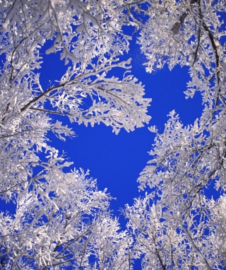 Frosted Trees In Colorado - Obrázkek zdarma pro Nokia C3-01