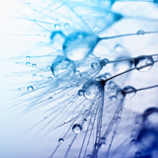 Macro Water Drops sfondi gratuiti per iPad 3
