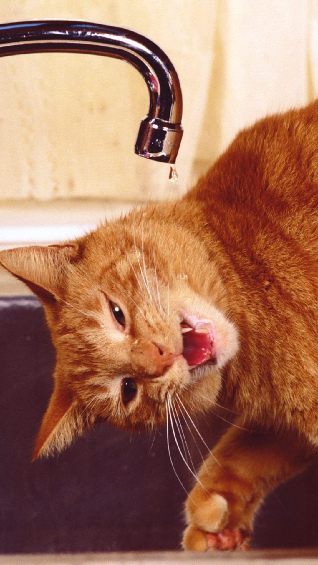 Обои Thirsty Orange Tabby Cat 1080x1920