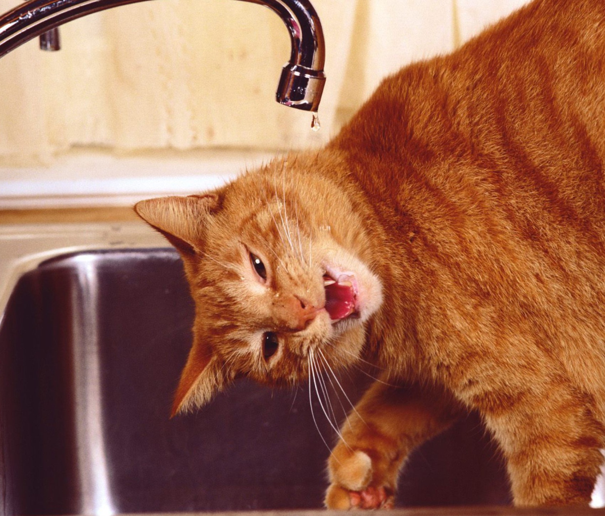 Sfondi Thirsty Orange Tabby Cat 1200x1024