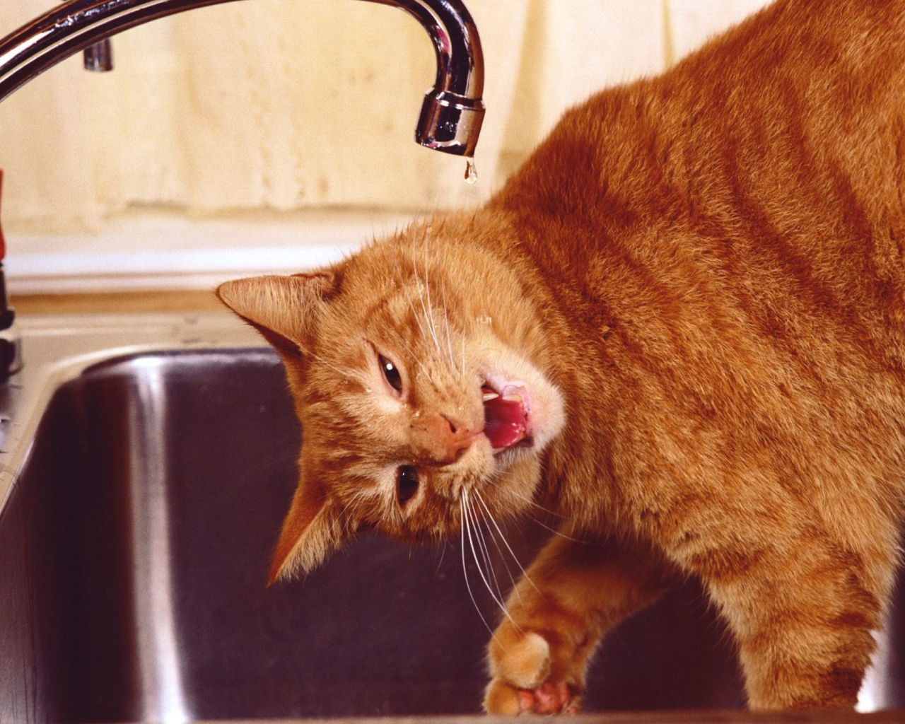 Fondo de pantalla Thirsty Orange Tabby Cat 1280x1024