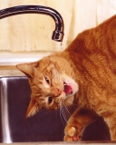 Screenshot №1 pro téma Thirsty Orange Tabby Cat 128x160