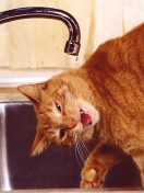 Thirsty Orange Tabby Cat wallpaper 132x176