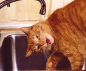 Thirsty Orange Tabby Cat screenshot #1 176x144
