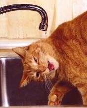 Screenshot №1 pro téma Thirsty Orange Tabby Cat 176x220