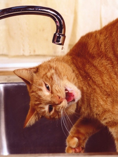 Fondo de pantalla Thirsty Orange Tabby Cat 240x320