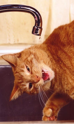 Sfondi Thirsty Orange Tabby Cat 240x400
