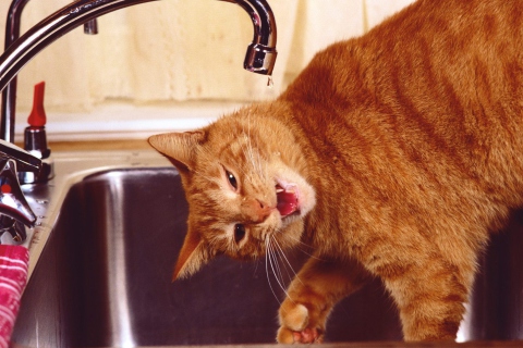 Fondo de pantalla Thirsty Orange Tabby Cat 480x320