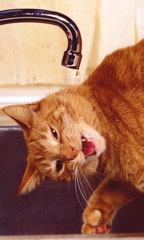 Das Thirsty Orange Tabby Cat Wallpaper 480x800