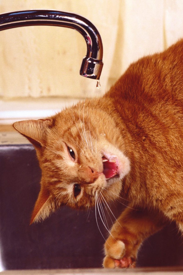 Das Thirsty Orange Tabby Cat Wallpaper 640x960