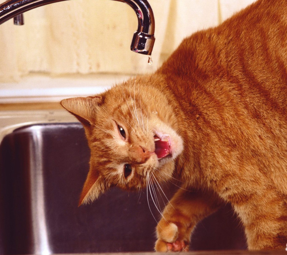 Thirsty Orange Tabby Cat wallpaper 960x854