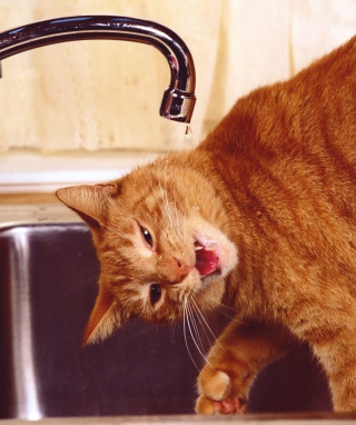 Обои Thirsty Orange Tabby Cat для телефона и на рабочий стол Nokia Asha 310