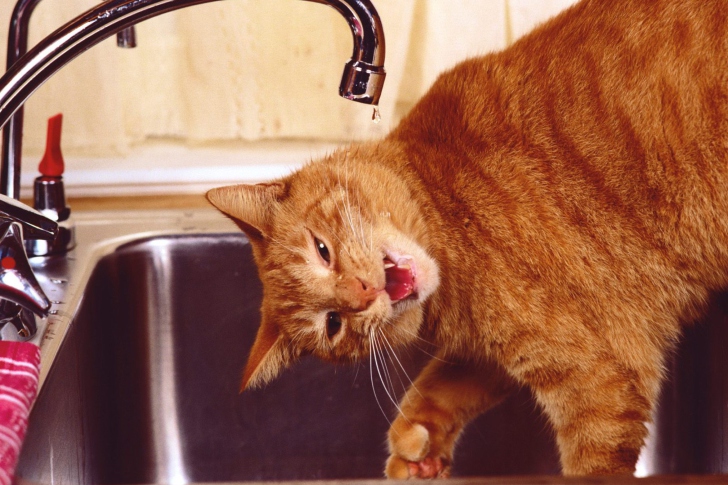 Sfondi Thirsty Orange Tabby Cat