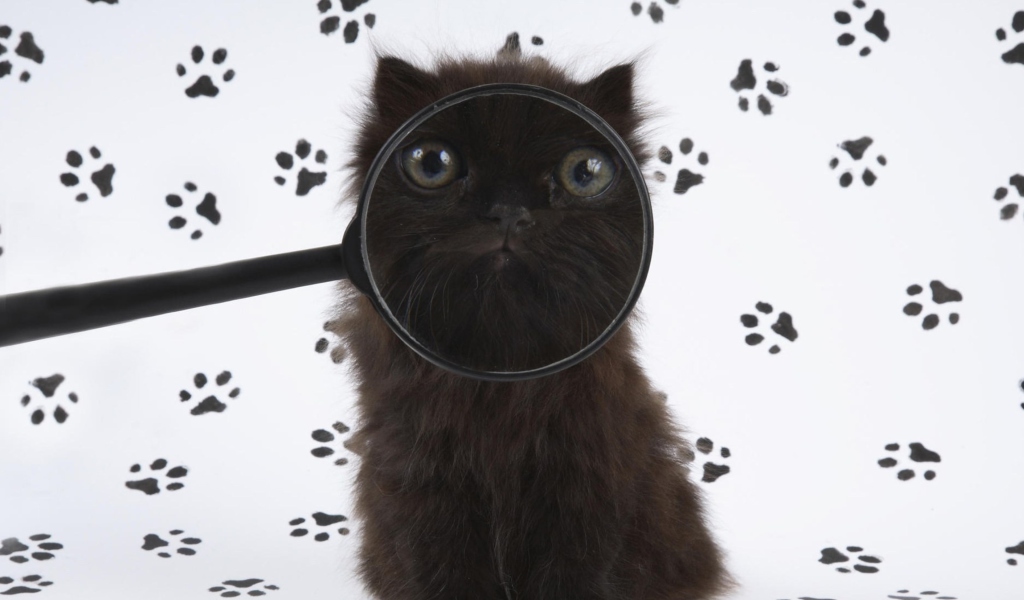 Fondo de pantalla Cat And Magnifying Glass 1024x600