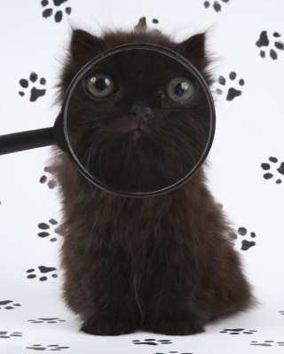 Cat And Magnifying Glass - Obrázkek zdarma pro 320x480