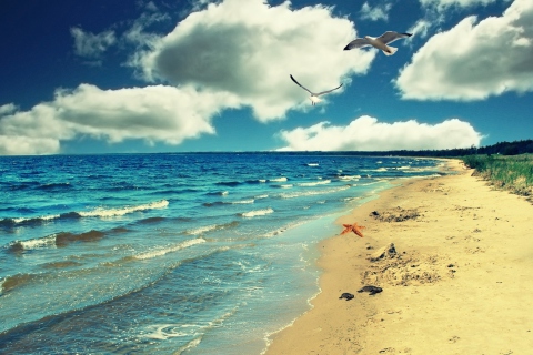 Perfect Ocean Beach screenshot #1 480x320