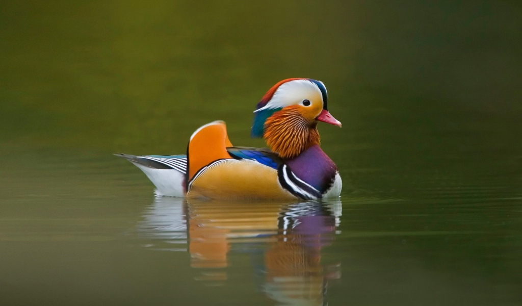 Обои Mandarin Duck 1024x600