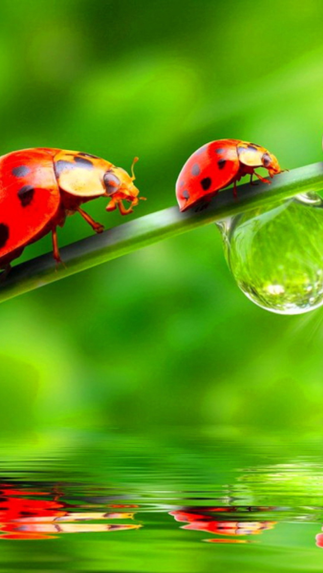 Morning Ladybugs wallpaper 640x1136