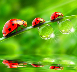 Morning Ladybugs sfondi gratuiti per iPad Air