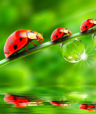 Morning Ladybugs - Obrázkek zdarma pro iPhone 6 Plus