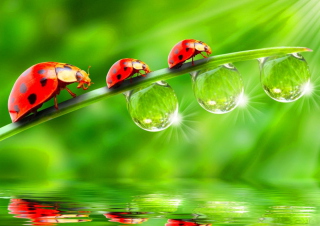 Morning Ladybugs - Obrázkek zdarma pro Desktop 1280x720 HDTV