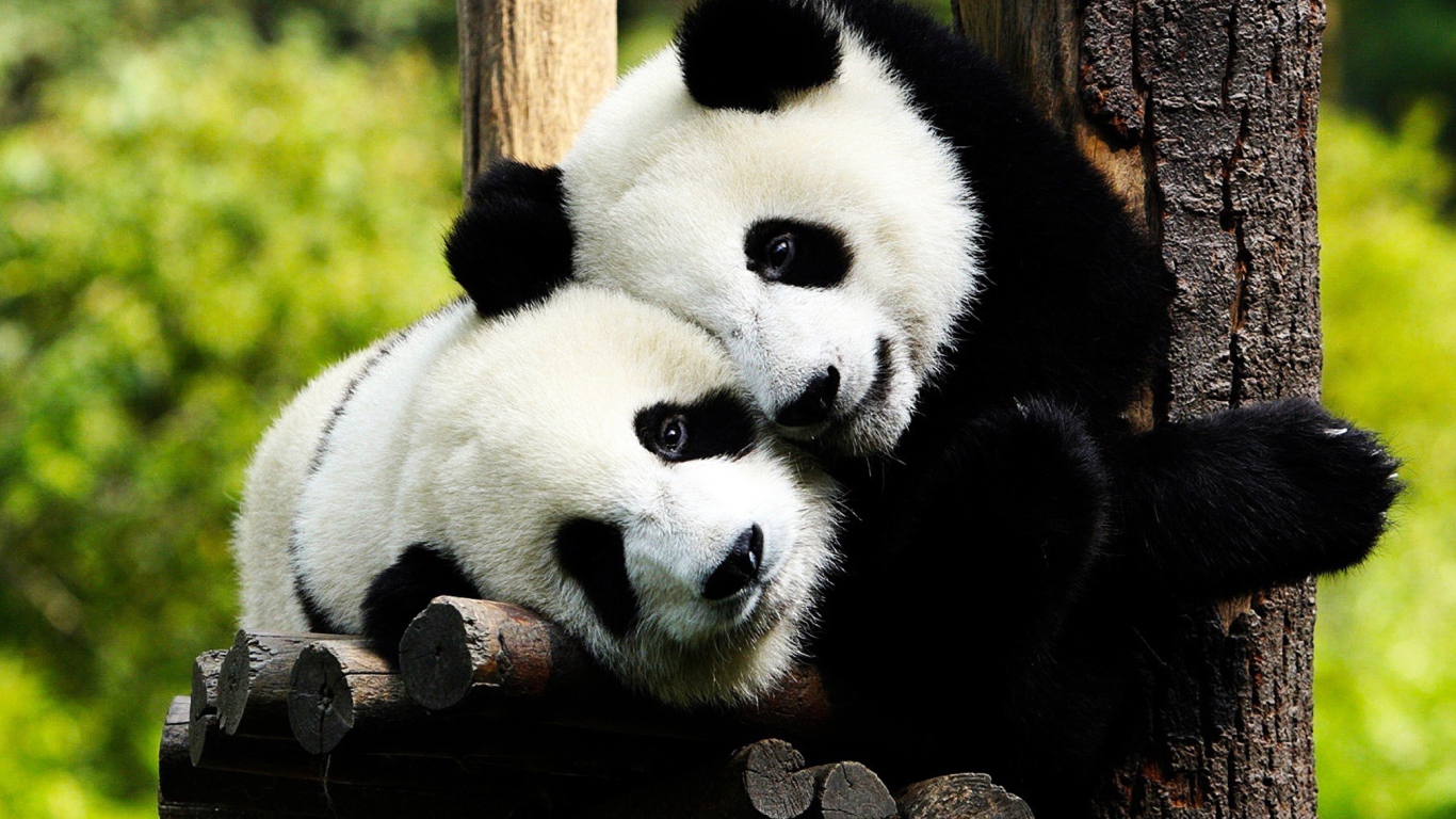 Обои Two Panda Bears 1366x768