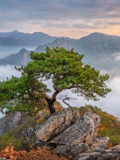 Bukhansan National Park in Seoul wallpaper 240x320