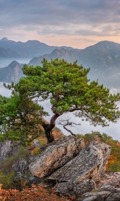 Bukhansan National Park in Seoul wallpaper 240x400