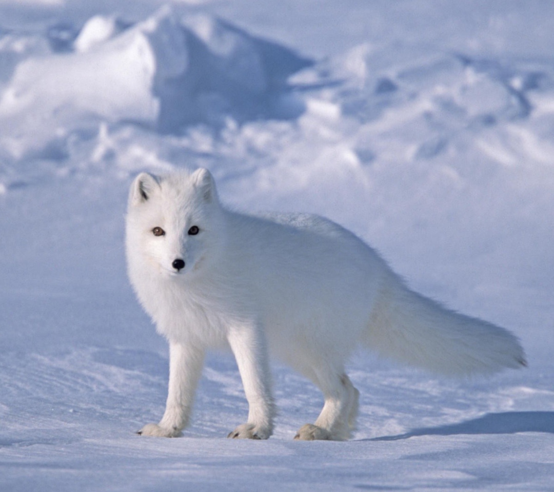 Fondo de pantalla Arctic Fox On Sea Ice In Arctic Ocean 1080x960